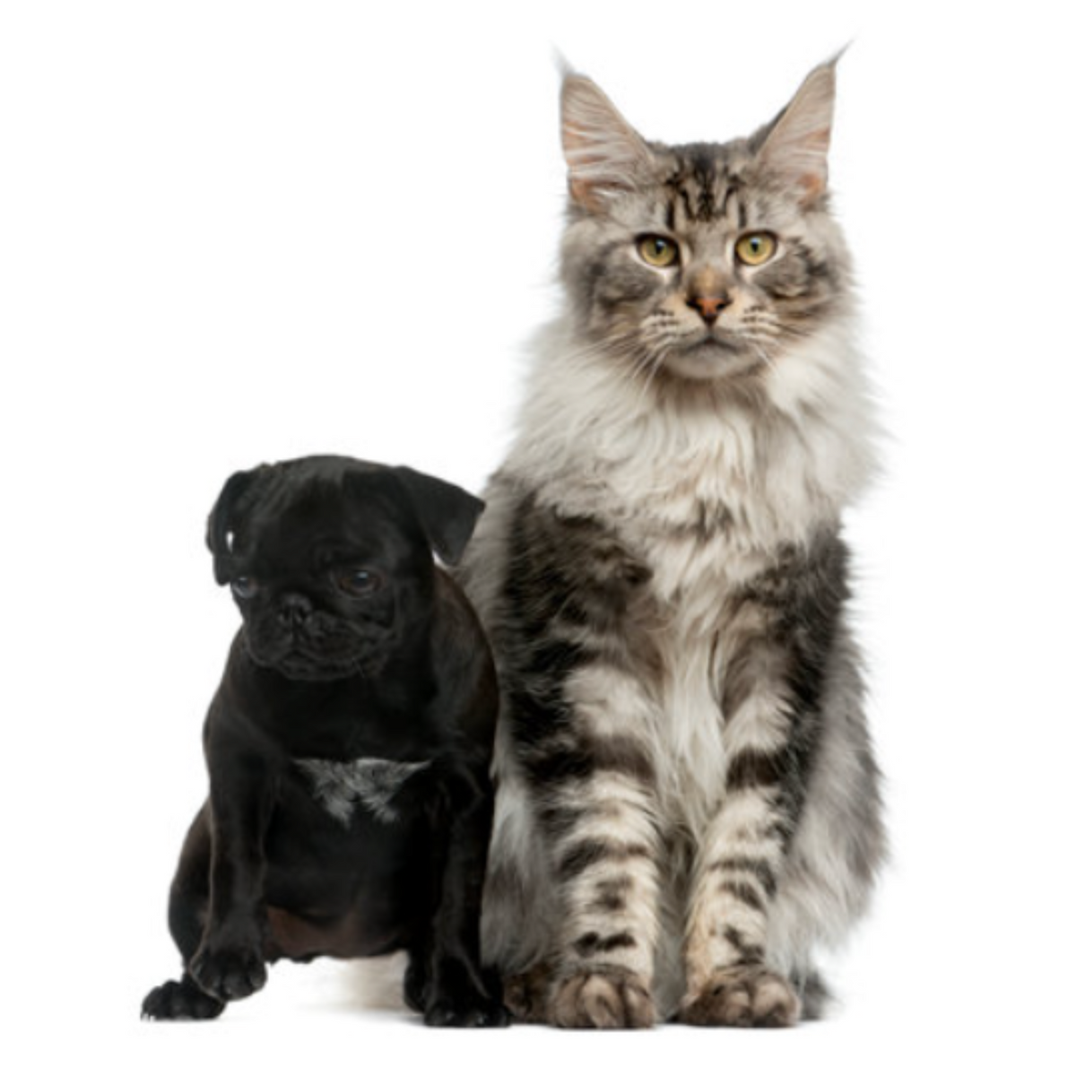 Cats & Dogs