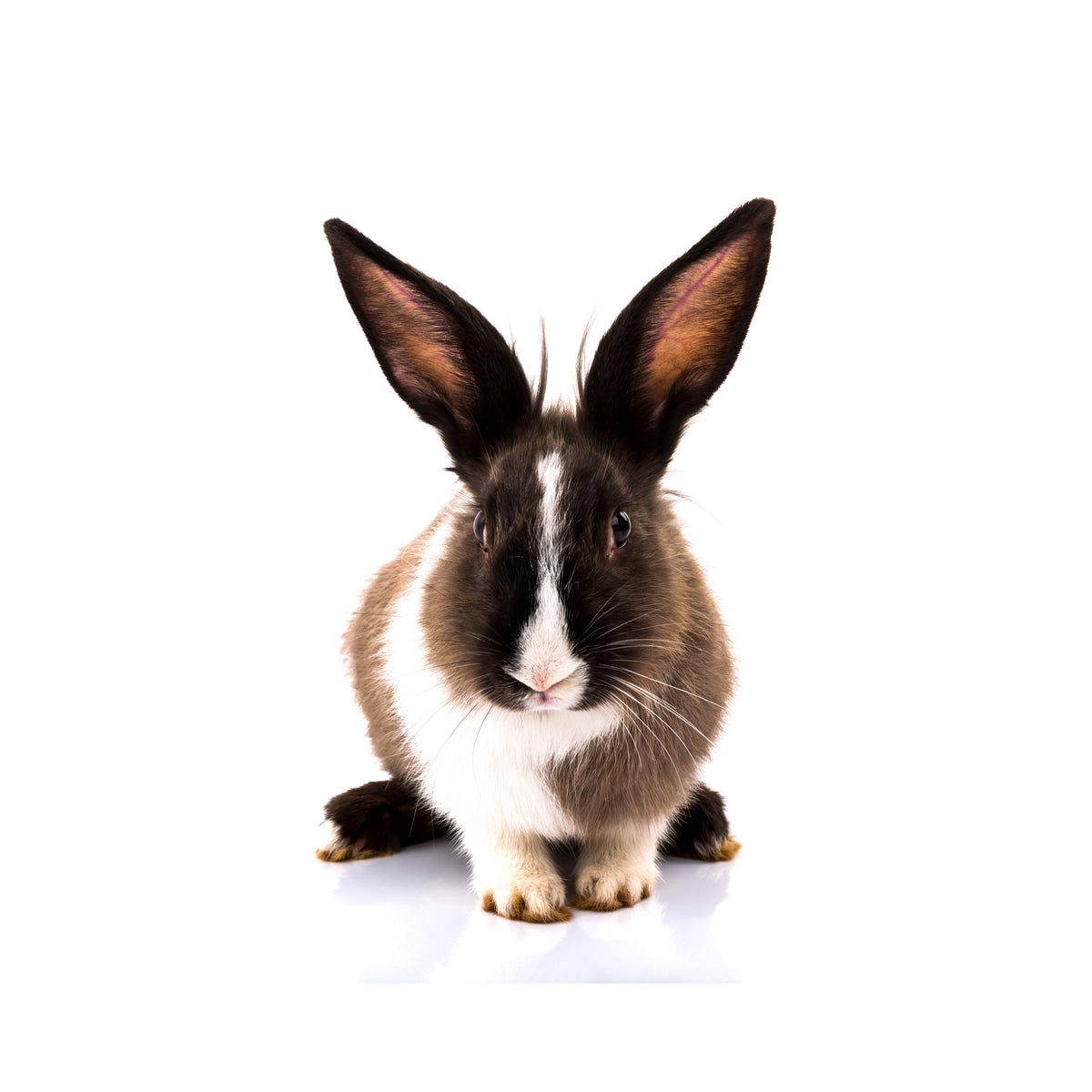 Small Animal
